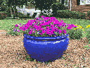 LOW JAR PLANTER, FALLING BLUE, SET OF 3 - 23" X 13", 17" X 10", 13" X 8.5"
