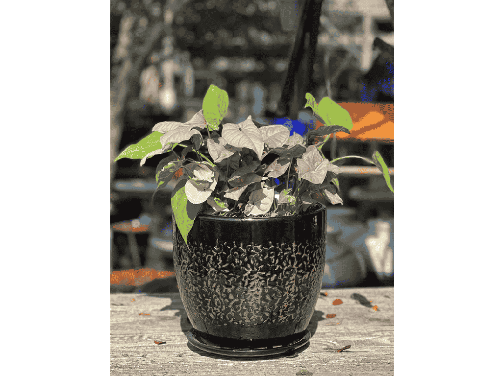 [PY-AS1098BLK-D] ROUGE PLANTER WITH ATTACHED SAUCER, BLACK, 8.5" X 7.5"