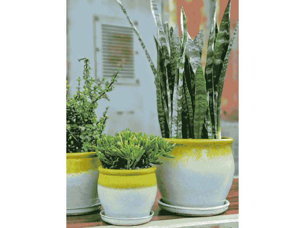 [PY-AS1699EYK-D] GOBLET PLANTER WITH ATTACHED SAUCER, EGG YOLK, 8"X7.5"