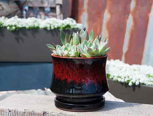 [PY-I1386RBK-A-C4] LILY POT WITH ATTACHED SAUCER, RED ON BLACK, SIZE A, 7.5"X6.5" (SOLD IN CASE OF 4)