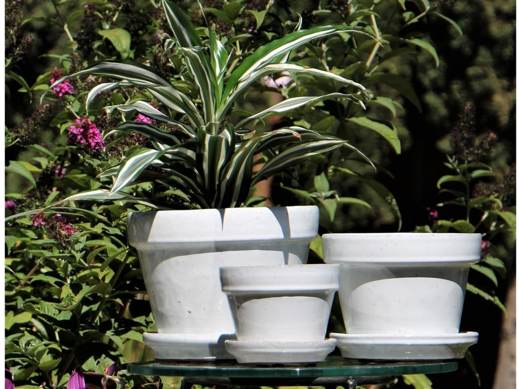 [PY-I1620WSP-C-C6] STANDARD POTS, SIZE C, WHITE ROSE, 5" X4.5", ATTACHED SAUCER (SOLD IN CASE OF 6)