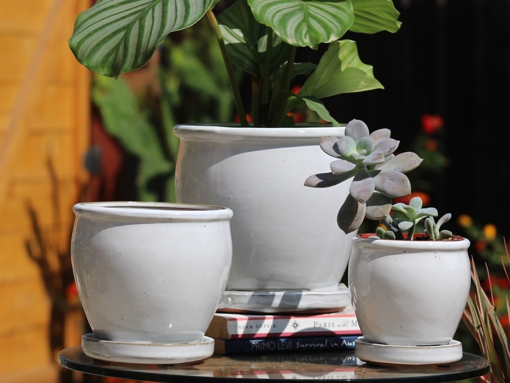 [PY-I1643WSP-B-C6] BUTTER CUP POT WITH ATTACHED SAUCER, WHITE ROSE, SIZE B, 5.5"X5.0" (SOLD IN CASE OF 6)