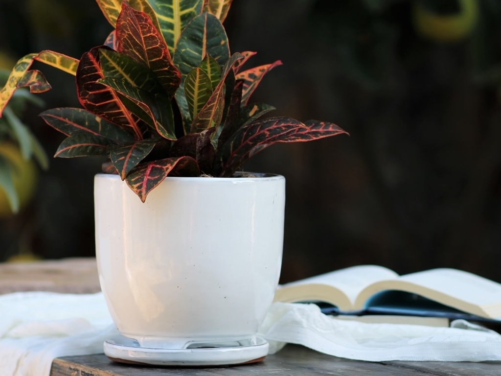 [PY-I5060WSP-A-C4] MAUI INDOOR PLANTER WITH ATTACHED SAUCER, WHITE ROSE, 7"X6" (SOLD IN CASE OF 4)