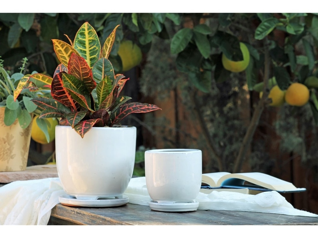 [PY-I5060WSP-B-C6] MAUI INDOOR PLANTER WITH ATTACHED SAUCER, WHITE ROSE, 5"X4.5" (SOLD IN CASE OF 6)