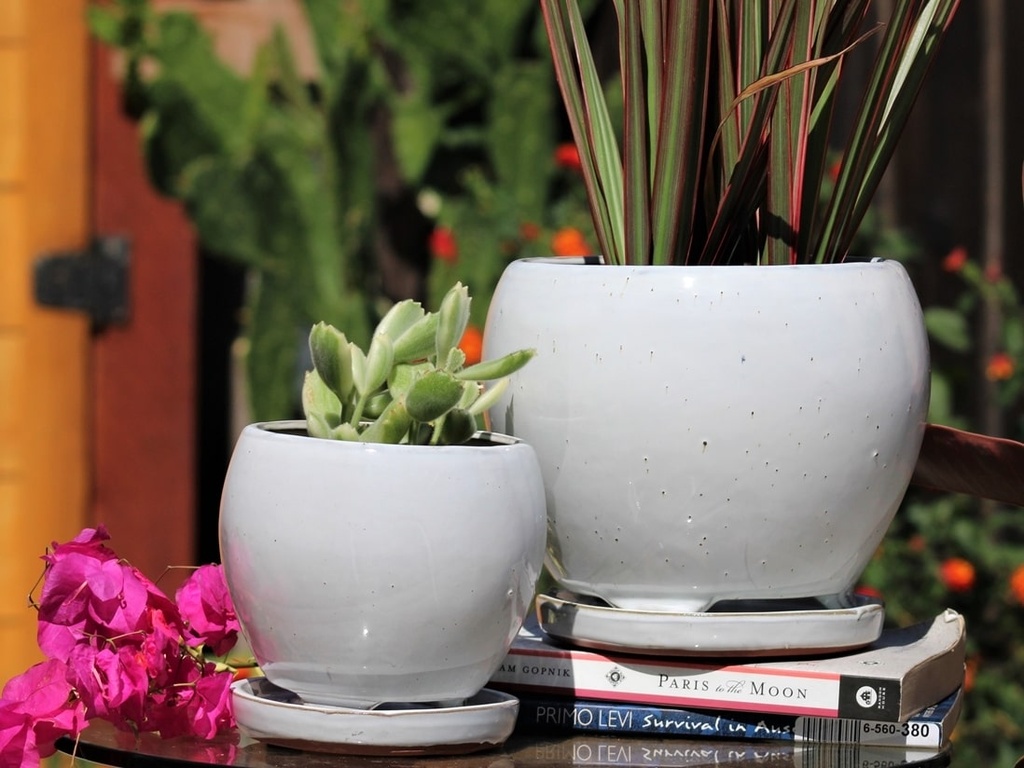 [PY-I5073WSP-A-C4] GERBERA INDOOR PLANTER WITH ATTACHED SAUCER, WHITE ROSE, 9"X6" (SOLD IN CASE OF 4)