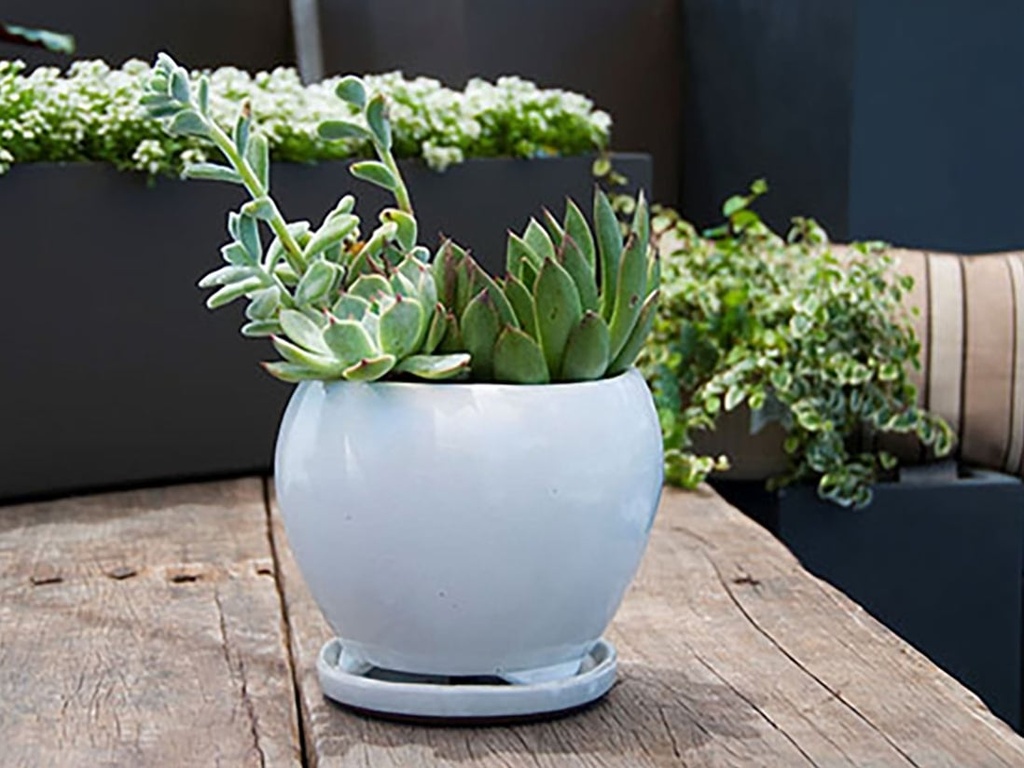 [PY-I5073WSP-B-C6] GERBERA INDOOR PLANTER WITH ATTACHED SAUCER, WHITE ROSE, 6"X5" (SOLD IN CASE OF 6)