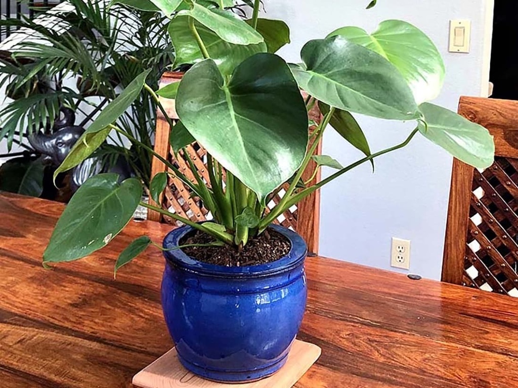 [PY-S1354FBL-A-C4] ROUND SW POT, FALLING BLUE SIZE A 8.5"x6.5" (SOLD IN CASE OF 4)