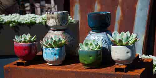 FINGER SUCCULENT BABY CUP WITH 6 MIXED COLORS, 3.5" X 3.0" (SOLD IN CASE OF 12)