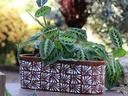CANOE PLANTER, LARGE, 13.5"X6.5"X5.0", CHRYSANTHEMUM TERRA COTTA, SOLD IN CASE OF 2