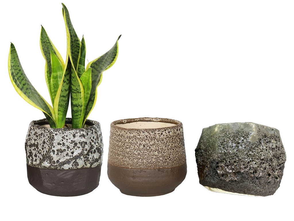 [IP-DG2201MIX-C6] LULA'S MIX SUCCULENT CUPS, LAVA WHITE, CREAM, AND GREEN, 5.5'x5.5'x5'SOLD IN CASE OF 6