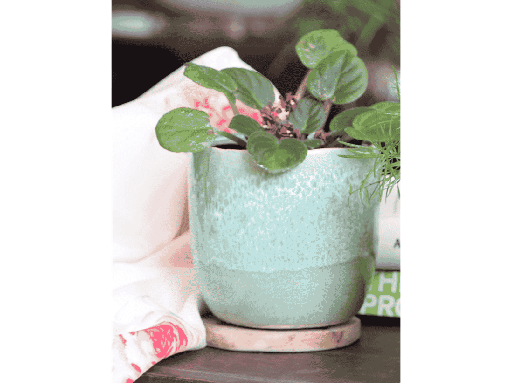 [IP-J16240CGM-C-C12] JEWEL TEACUP PLANTER, CRYSTAL GREEN MIST, 4.0" X 4.0" X 4.0", SOLD IN CASE OF 12