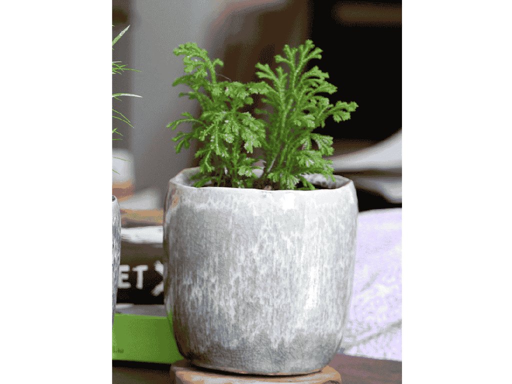 [IP-J16240OPM-C-C12] JEWEL TEACUP PLANTER, OPAL MIST, 4.0" X 4.0" X 4.0", SOLD IN CASE OF 12