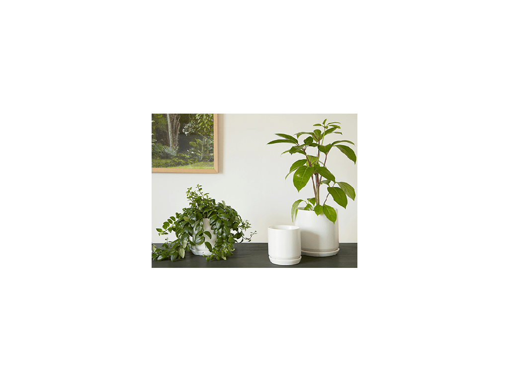 [IP-MA2001MWH-C8] CYLINDER WITH ATTACHED SAUCER, MATTE WHITE, 5.0"X4.5", SOLD IN CASE OF 8