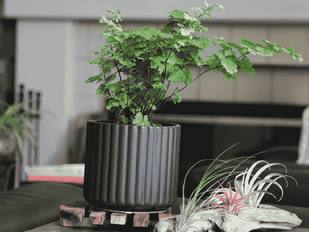 [IP-MC2036MBK-C6] BRUSH COMB PLANTER, MATTE BLACK, 6.5"x6.5" SOLD IN CASE OF 6