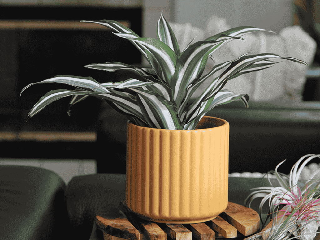 [IP-MC2036MST-C6] BRUSH COMB PLANTER, MUSTARD, 6.5"x6.5" SOLD IN CASE OF 6