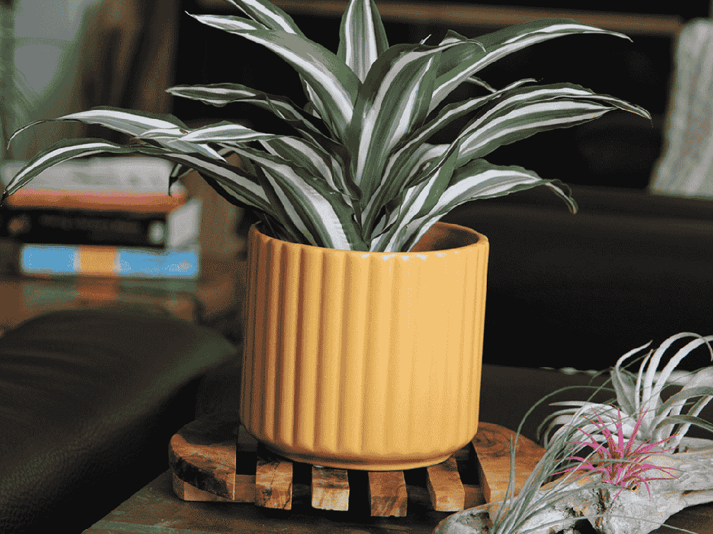 [IP-MC2037MST-C4] BRUSH COMB PLANTER, MUSTARD, 8"x8" SOLD IN CASE OF 4