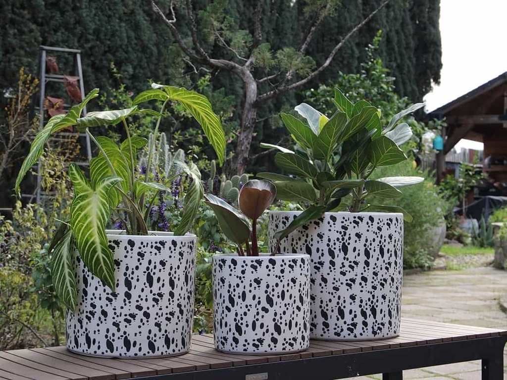 [PD-5006DMT-S3] EASTER LILY PLANTER, DALMATION, SET OF 3- 15"X13.5", 12"X12", 10"X9"