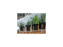 ARECA PALM PLANTER, BLACK, SET OF 4- 14.0"X14.0" , 12.0"X12.0", 10.0"X10.0" , 8.5"X8.5"