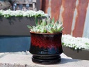 LILY POT WITH ATTACHED SAUCER, RED ON BLACK, SIZE A, 7.5"X6.5" (SOLD IN CASE OF 4)