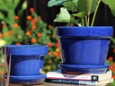 STANDARD POTS, SIZE B, FALLING BLUE, 6.75" X5.5", ATTACHED SAUCER (SOLD IN CASE OF 6)