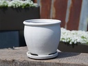 BUTTERCUP POT WITH ATTACHED SAUCER, WHITE ROSE, SIZE C, 4.5"X4.5" (SOLD IN CASE OF 8)