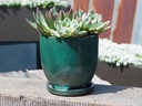 MAUI INDOOR PLANTER WITH ATTACHED SAUCER, JADE, 7"X6" (SOLD IN CASE OF 4)