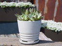 KONA INDOOR PLANTER WITH ATTACHED SAUCER, WHITE ROSE, 5"X4.5" (SOLD IN CASE OF 6)