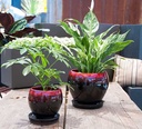 GERBERA POT WITH ATTACHED SACUER, RED ON BLACK, SIZE A, 8.0"X7.0" (SOLD IN CASE OF 4)