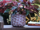 CHAMPANERA POT, LARGE, 9.0"X7.5", CHRYSANTHEMUM TERRA COTTA, SOLD IN CASE OF 4