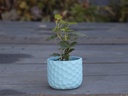 ART DÉCOR HONEY COMB PLANTER, SKY BLUE, 4.5"X3.5" SOLD IN CASE OF 12