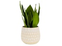 CAMBRIA PLANTERS, WHITE DAISY, 6.5"X5.5", CASE OF 8