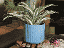 BRUSH COMB PLANTER, DENIM, 5.5"x5" SOLD IN CASE OF 8