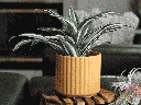 BRUSH COMB PLANTER, MUSTARD, 6.5"x6.5" SOLD IN CASE OF 6
