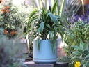 MID MODERN PLANTER WITH DETACHED SAUCER, AQUA MARIN SATIN, 14.0"X12.0", 14.0"X2.5"