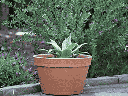 BUCKET PLANTER, 13.0"X8.0"